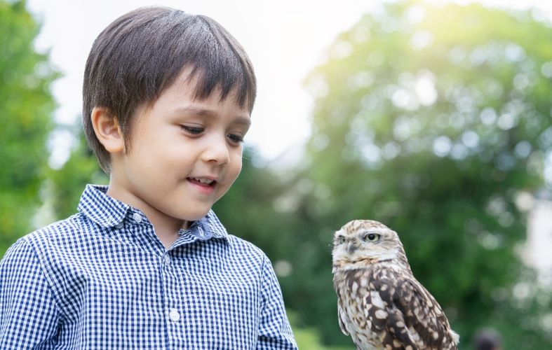 Meet owls at your local library